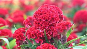 إبداع الطبيعة.. 24 صورة لأغرب نباتات العالم: سم وقتل وأشباح وسحر