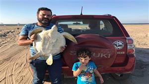 "أكذوبة دمها" سبب رواجها..  حكاية مبادرة لحماية السلحفاة البحرية من الانقراض