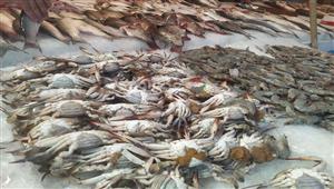 أسعار الأسماك والمأكولات البحرية أول أيام عيد الفطر