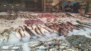 انخفاض البوري وزيادة المكرونة السويسي.. أسعار الأسماك بسوق العبور