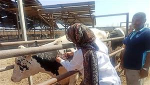 بالصور- فحص 1072 رأس ماشية ضد البروسيلا و 846 رأس ضد السل البقري في الشرقية