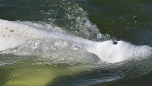 حقن حوت أبيض عالق في نهر السين بالفيتامينات لمساعدته على التحرك