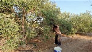 الكالاماتا للتخليل والبيكوال للزيت.. بدء موسم جني الزيتون بمحافظة جنوب سيناء- صور وفيديو