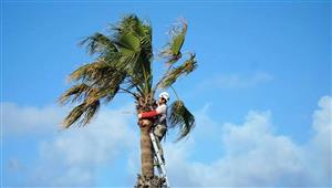 هربا من زوجته بسبب "الخناقات".. رجل يقرر العيش أعلى شجرة لمدة شهر