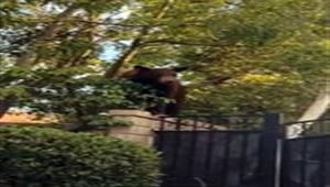 دب جائع يقتحم منزلا- شاهد ماذا فعل؟ (فيديو وصور)