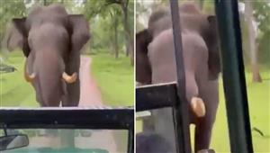 فيل غاضب يطارد سيارة سفاري.. شاهد ما حدث ورد فعل السائق (فيديو)