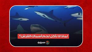 لماذا لا نأكل لحم أسماك القرش؟