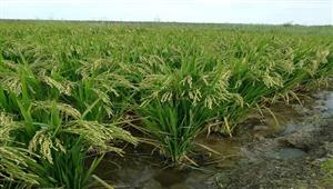 تتحمل نقص المياه والتغيرات المناخية.. ابتكار سلالة جديدة للأرز في كفر الشيخ - صور