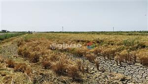 اللؤلؤ الأصفر.. شاهد حصاد محصول الأرز في بورسعيد- فيديو وصور