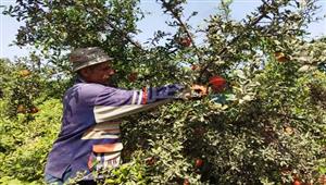 "وندرفل ومنفلوطي يا رمان".. .. "الذهب الأحمر" أشكال وأنواع في بورسعيد- فيديو وصور