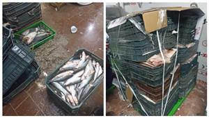 بالصور- ضبط 487 كيلو أغذية منتهية الصلاحية وتحرير 35 محضرًا في حملة صحية بطور سيناء