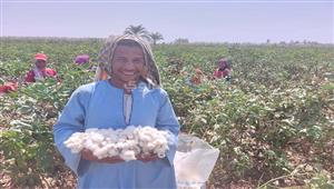 "طبل بلدي وخيول".. فرحة جني القطن في حقول أسيوط