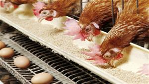 الزراعة: الإفراجات الأخيرة عن الأعلاف تكفي وتزيد عن احتياجات الثروة الداجنة والحيوانية والسمكية