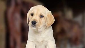 رجل يبتز امرأة بـ"كلب": "ادفعي لي 14 ألف جنيه وإلا"