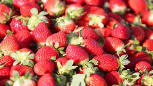 دراسة: تناول الفراولة يوميا يخفض ضغط الدم
