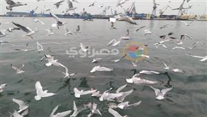 مشهد عالمي.. 12 صورة لطيور النورس تداعب ركاب معديات بورسعيد