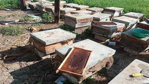 القطفة الأولى.. شاهد خلايا النحل ومراحل استخراج العسل في المنيا- فيديو وصور