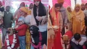 "أغرب فرح".. شاهد حفل زفاف فاخر لـ كلبين (فيديو)