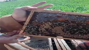 "حارس وشغالات وملكات".. تجهيز خلايا النحل لاستخراج العسل في القطفة الأولى بالمنيا - فيديو وصور