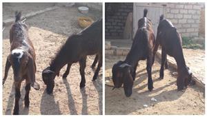 السبت.. انطلاق حملة تحصين الماشية ضد الجلد العقدي وجدري الأغنام في الفيوم