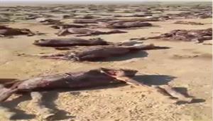  لجني الأرباح.. الداخلية تكشف ملابسات فيديو "سلخ حمار" بالشرقية