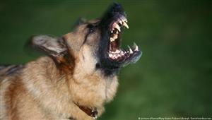 حادث عقر كلب جماعي يثير الذعر في العياط والحصيلة 4 مصابين