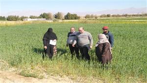 بالصور- زراعة 839 فدان قمح وشعير بجنوب سيناء خلال الموسم الشتوي الحالي 