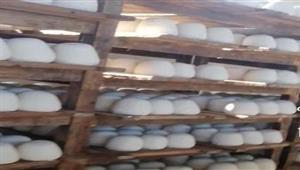 بداخله حشرات زاحفة وفئران.. ضبط مصنع جبن مخالف في الدقهلية - صور