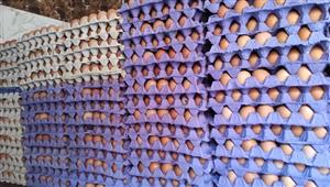 الأحمر يواصل الارتفاع.. أسعار البيض اليوم الأحد في المزرعة