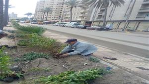 زراعة 40 ألف شجرة في شوارع الإسكندرية- صور