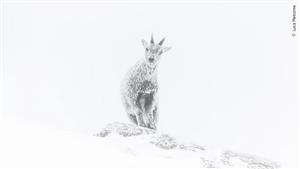 13 لقطة ساحرة.. استمتع بمشاهدة الصور الفائزة بجائزة الحياة البرية