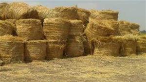 بدء موسم مواجهة حرق قش الأرز من الشرقية.. تفاصيل استعدادات "الزراعة"