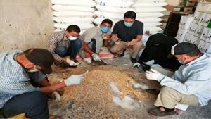 بالصور- حملة للقضاء على القوارض بعد حصاد المحاصيل الصيفية بالبحيرة