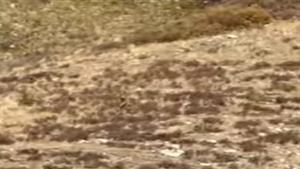 يشبه الإنسان.. زوجان يوثقان لحظة عثورهما على مخلوق غريب ضخم بالغابات الأمريكية (فيديو)