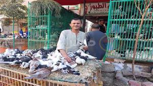  بعد مبادرة الحكومة.. تراجع أسعار الدواجن في سوهاج- فيديو وصور