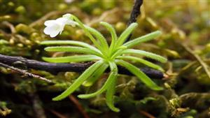 اكتشاف مثير.. نباتات تتواصل مع بعضها سرا للتحذير من الخطر