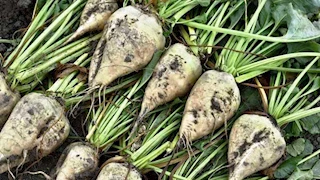 لماذا خفضت الحكومة أسعار توريد بنجر السكر؟.. وكيف يؤثر على المزارعين؟