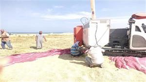 مفيض باريس.. موسم حصاد "أرز البحيرات" في الوادي الجديد - صور