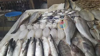 “بنصف ثمنها”.. مبادرة لتخفيض أسعار الأسماك بالإسماعيلية