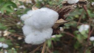 زراعة المنوفية: المساحة المنزرعة من القطن بلغت 36 ألف فدان