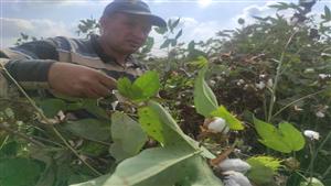  فيديو وصور.. فرحة مزارعي البحيرة مع بداية جني محصول القطن 