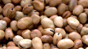 الطن بـ45 ألف جنيه.. "الزراعة" تستهدف التوسع في محصول الفول البلدي