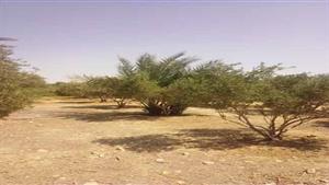 500 طن أسمدة لمضاعفة مساحة زراعة القمح والنهوض بالقطاع الزراعي بجنوب سيناء