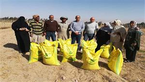 ‬بالصور- بدء زراعة القمح في الحقول الإرشادية بطور سيناء