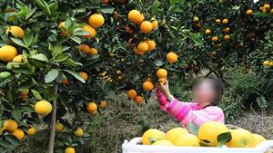 هل سترتفع أسعار البرتقال بالأسواق بعد تصديره لفنزويلا؟.. الزراعة تُجيب