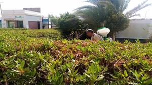 حملة رش وقائي من النمل الأبيض في مدارس جنوب سيناء- صور