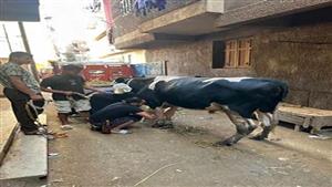 دبحوا عجل.. أسرة عروس بنها تحتفل بإعدام قاتلها