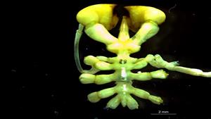 صورة.. اكتشاف مخلوق غريب في أعماق القارة القطبية