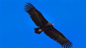 نوع من الطيور ينام 10 آلاف مرة في اليوم ( صور)