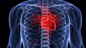 طبيبة تكشف أسباب "تمزق القلب"